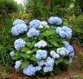 hortensia